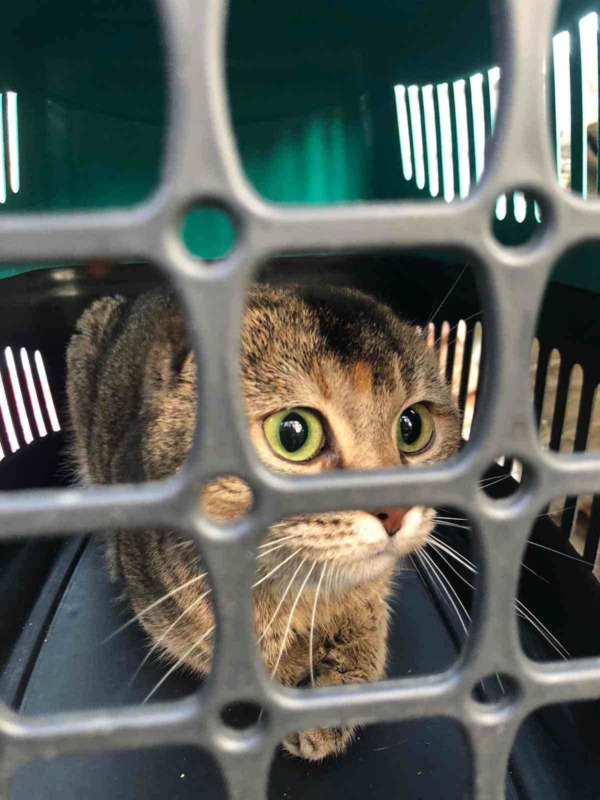 Sessiz canlarında kahramanı oldular